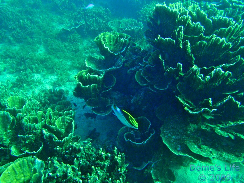 Diving in Coral Bay 05