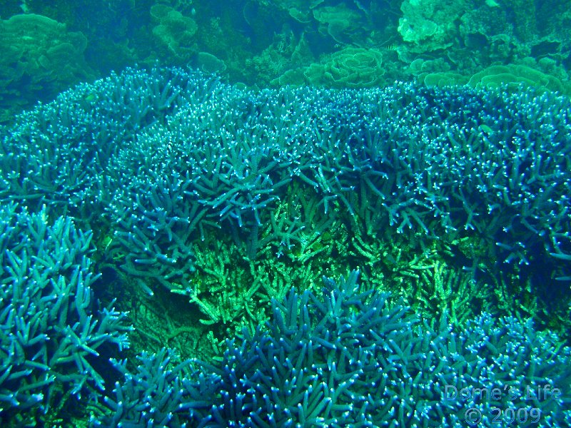 Diving in Coral Bay 08