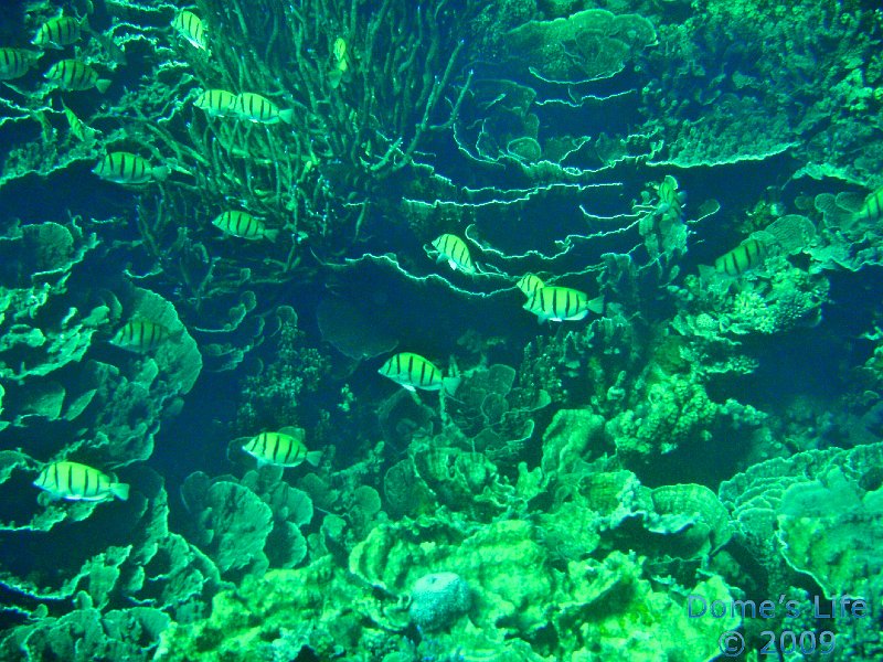 Diving in Coral Bay 14