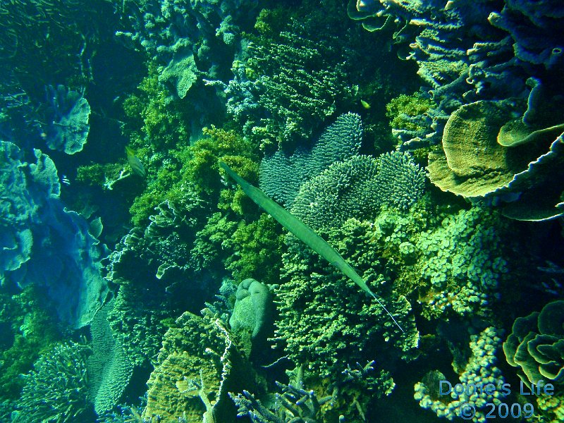 Diving in Coral Bay 17