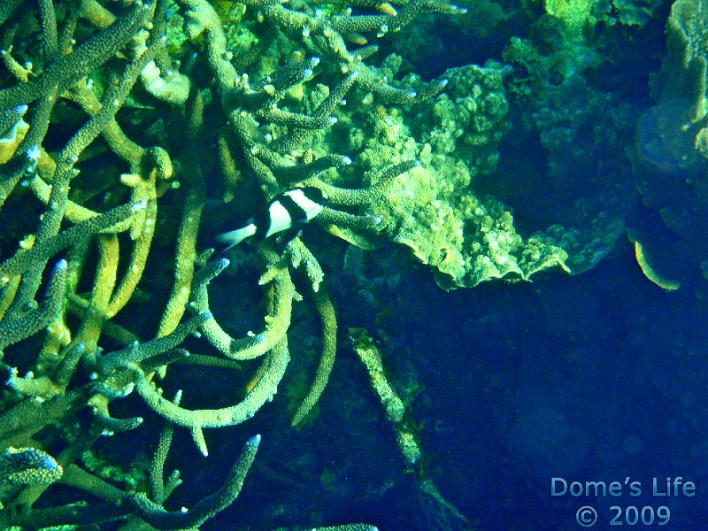 Diving in Coral Bay 22