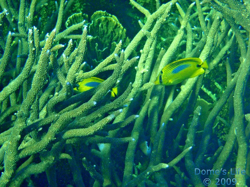 Diving in Coral Bay 23