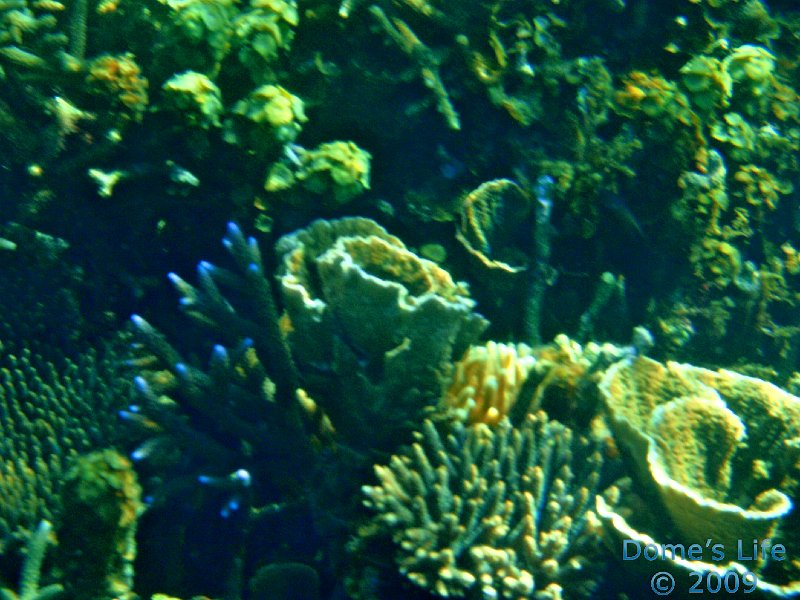 Diving in Coral Bay 37