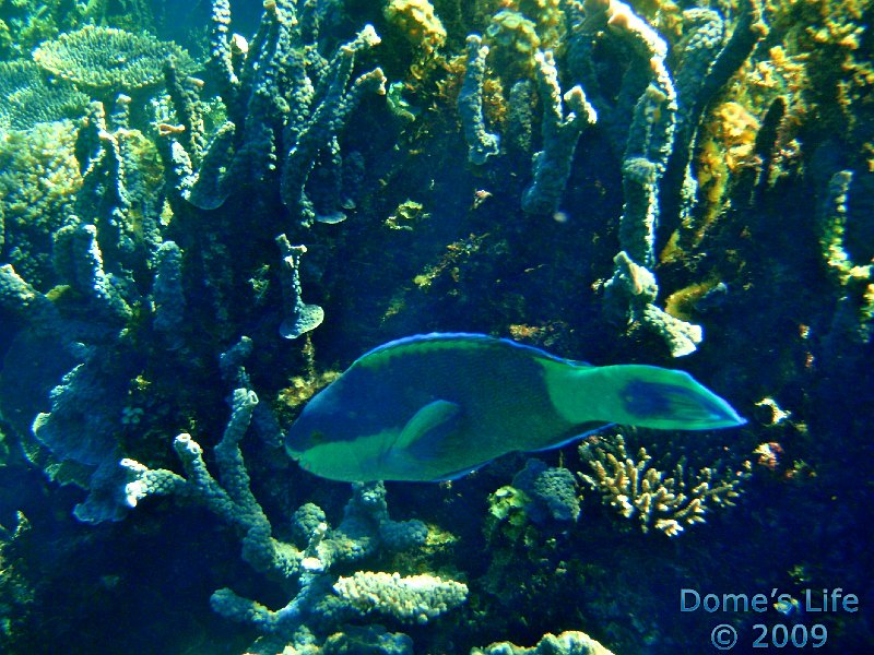 Diving in Coral Bay 39
