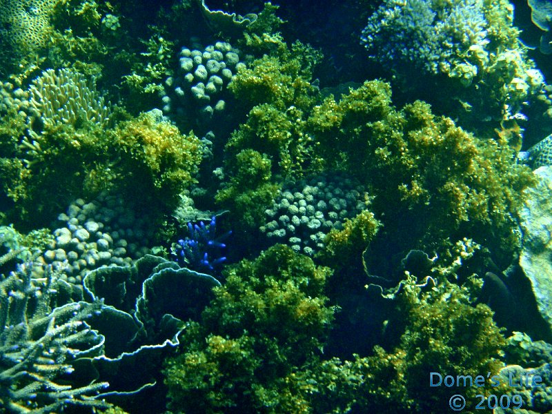 Diving in Coral Bay 41