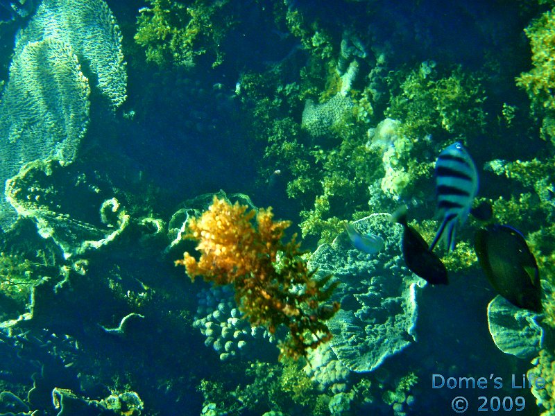 Diving in Coral Bay 42