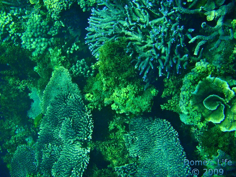 Diving in Coral Bay 44