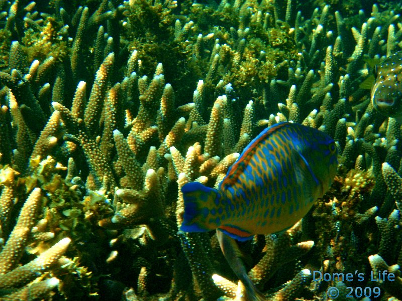Diving in Coral Bay 49