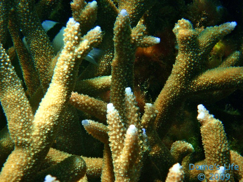 Diving in Coral Bay 52
