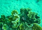 Diving_in_Coral_Bay_04.jpg