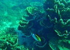 Diving_in_Coral_Bay_05.jpg