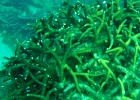 Diving_in_Coral_Bay_06.jpg