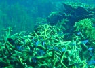Diving_in_Coral_Bay_07.jpg