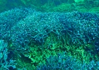 Diving_in_Coral_Bay_08.jpg