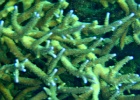 Diving_in_Coral_Bay_09.jpg