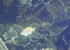 Diving_in_Coral_Bay_10.jpg