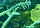 Diving_in_Coral_Bay_11.jpg