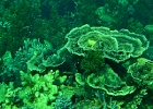 Diving_in_Coral_Bay_12.jpg