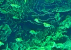 Diving_in_Coral_Bay_14.jpg