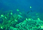 Diving_in_Coral_Bay_15.jpg