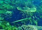 Diving_in_Coral_Bay_16.jpg