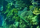 Diving_in_Coral_Bay_17.jpg