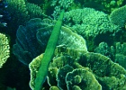 Diving_in_Coral_Bay_19.jpg