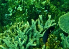 Diving_in_Coral_Bay_20.jpg