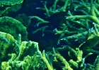 Diving_in_Coral_Bay_21.jpg