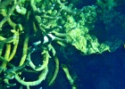 Diving_in_Coral_Bay_22.jpg