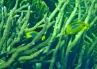 Diving_in_Coral_Bay_23.jpg