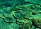Diving_in_Coral_Bay_24.jpg