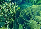 Diving_in_Coral_Bay_25.jpg