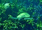 Diving_in_Coral_Bay_31.jpg