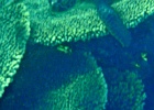 Diving_in_Coral_Bay_33.jpg