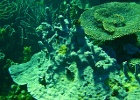 Diving_in_Coral_Bay_35.jpg