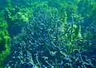 Diving_in_Coral_Bay_36.jpg