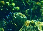 Diving_in_Coral_Bay_37.jpg