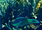 Diving_in_Coral_Bay_39.jpg