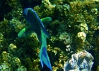 Diving_in_Coral_Bay_40.jpg