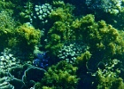 Diving_in_Coral_Bay_41.jpg