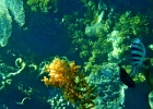 Diving_in_Coral_Bay_42.jpg