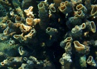 Diving_in_Coral_Bay_43.jpg