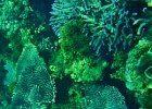 Diving_in_Coral_Bay_44.jpg