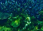 Diving_in_Coral_Bay_45.jpg