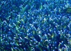 Diving_in_Coral_Bay_46.jpg