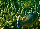 Diving_in_Coral_Bay_49.jpg