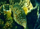 Diving_in_Coral_Bay_50.jpg