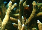 Diving_in_Coral_Bay_52.jpg