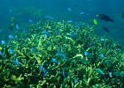 Diving_in_Coral_Bay_53.jpg